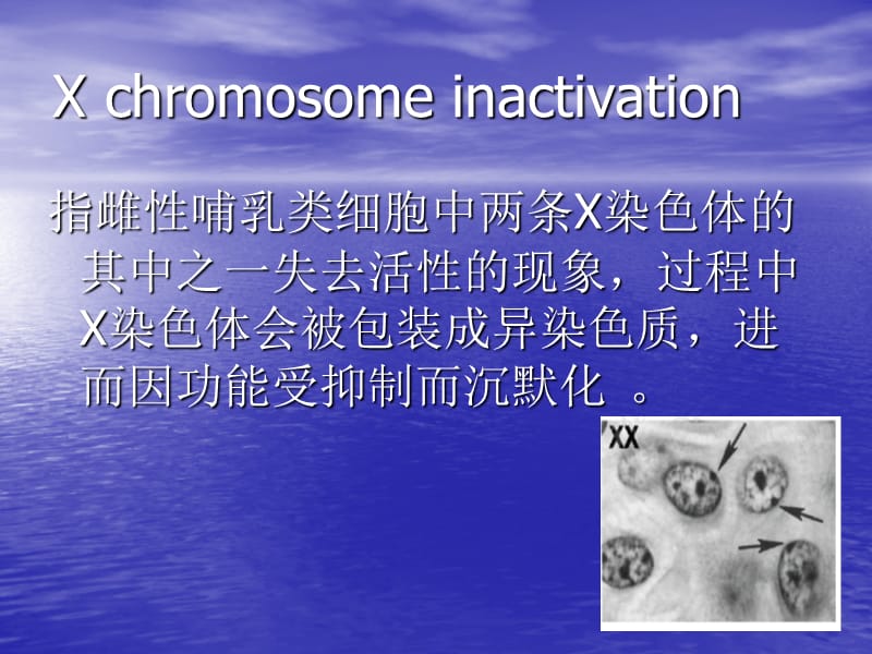 X染色体失活.ppt_第2页