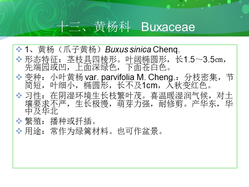 十三黄杨科Buxaceae.ppt_第2页
