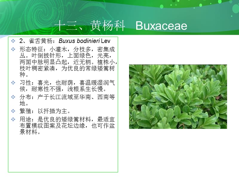 十三黄杨科Buxaceae.ppt_第3页