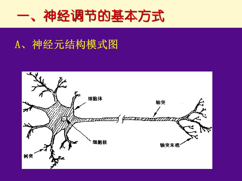 第一节通过神经系统的调节.ppt_第3页