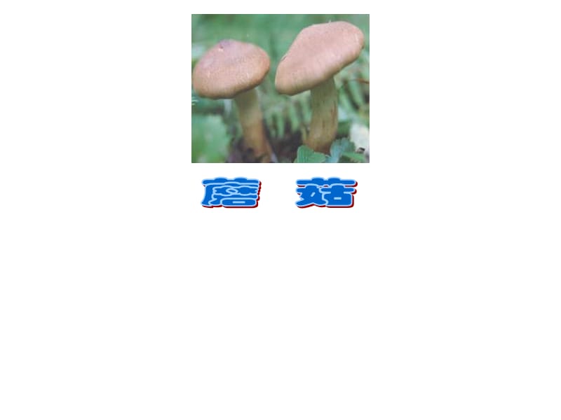 5.4.3真菌.ppt_第1页