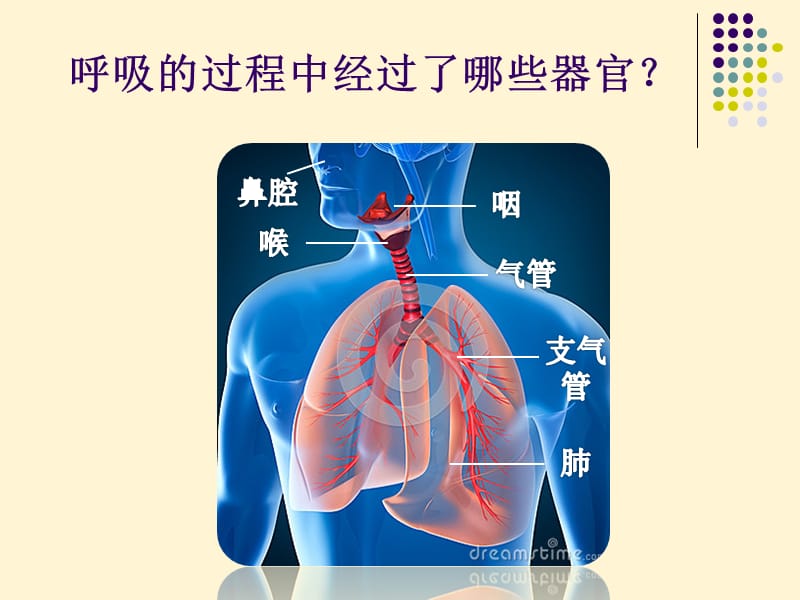 15.肺的保健课件--刘海鹏.ppt_第2页