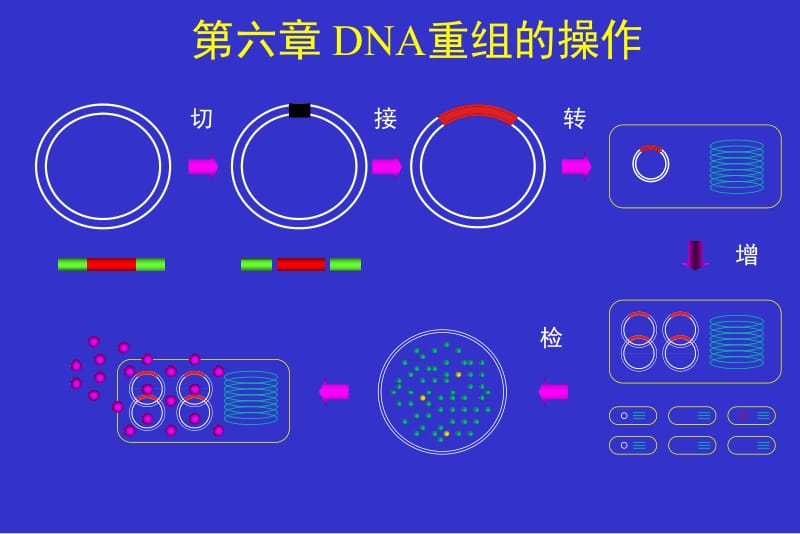 chap06DNA重组的操作.ppt_第1页