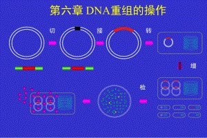 chap06DNA重组的操作.ppt