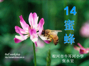 14《蜜蜂》.ppt