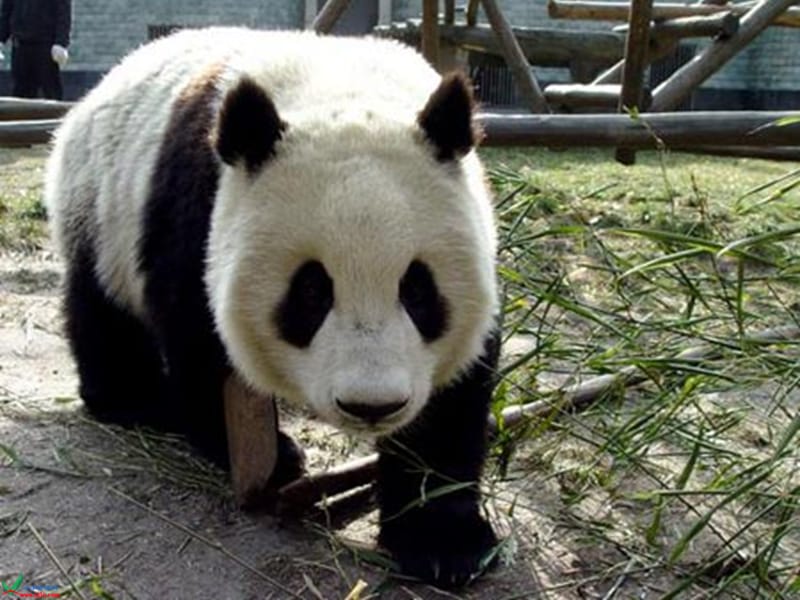 11可爱的大熊猫ppt课件.ppt_第3页