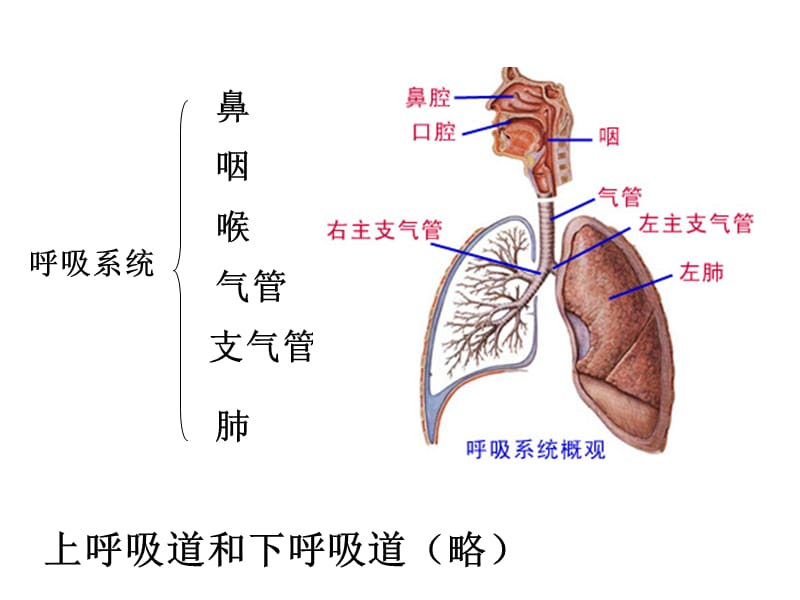 3第三章呼吸系统.ppt_第2页