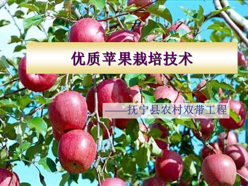 优质苹果栽培技术.ppt_第1页