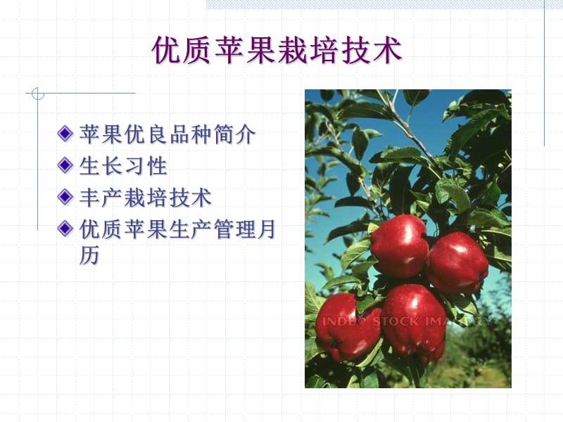 优质苹果栽培技术.ppt_第2页