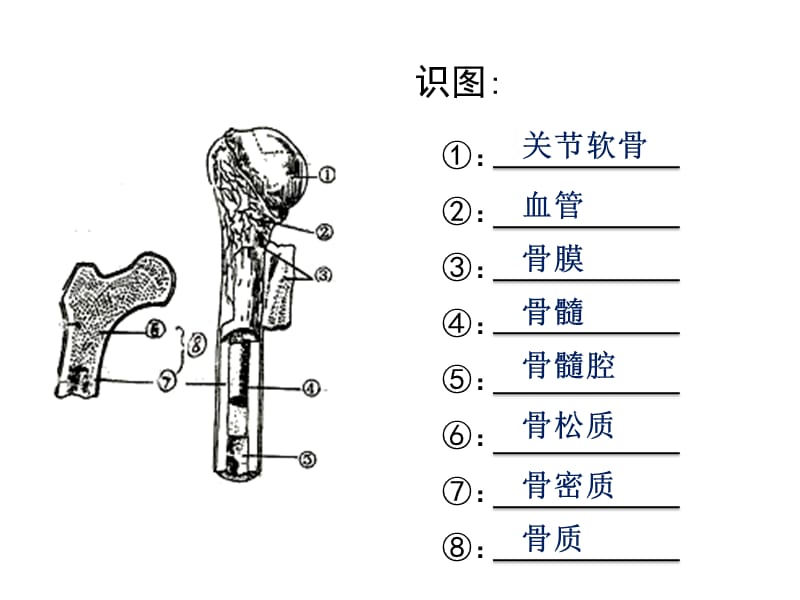 第二节运动的形成（第二课时）.ppt_第3页