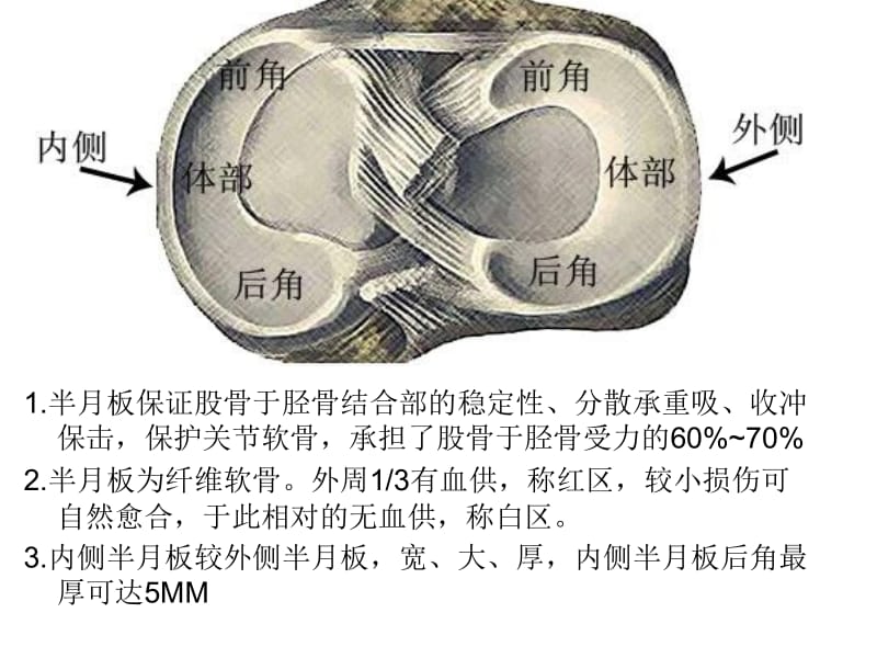 半月板解剖及疾病诊断.ppt_第1页