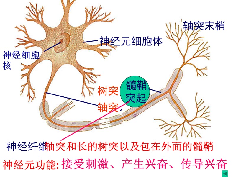 一神经系统及神经元.ppt_第3页