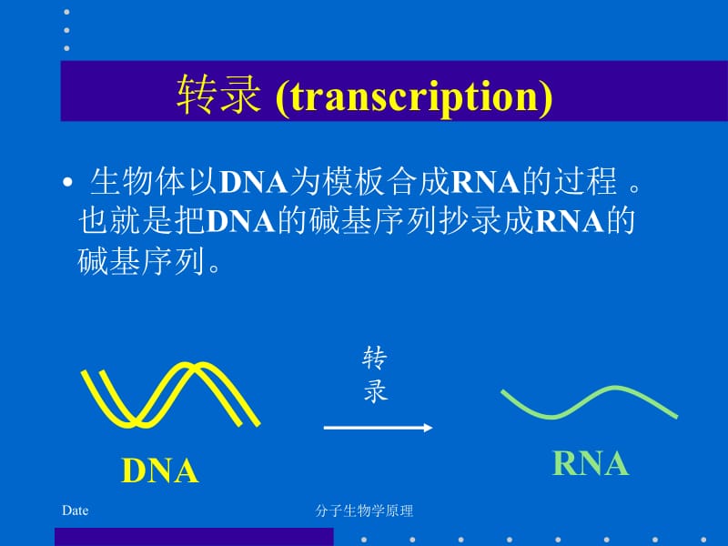 分子生物学原理--RNA的生物合成.ppt_第2页
