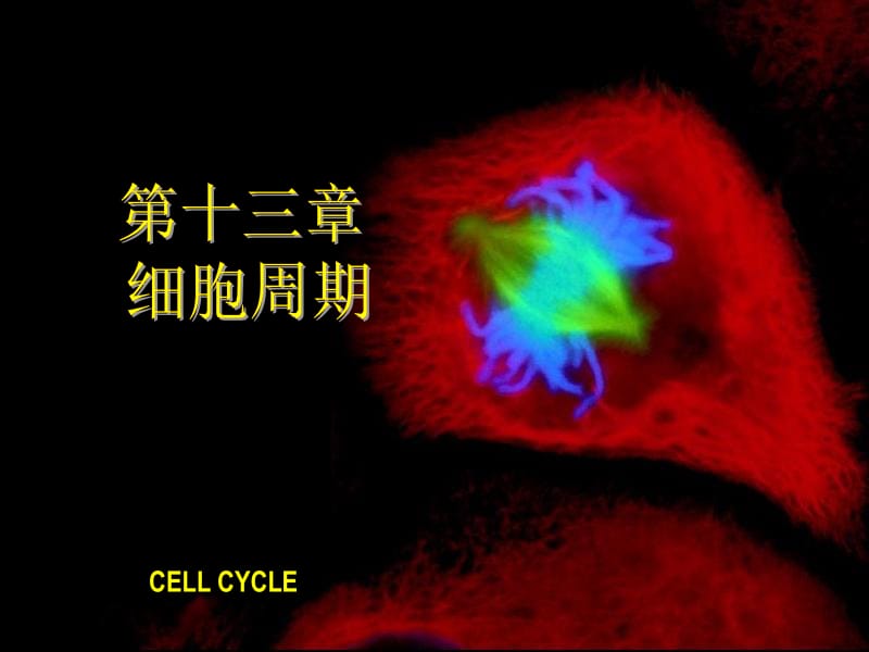生物细胞：第十三章细胞周期13.ppt_第1页