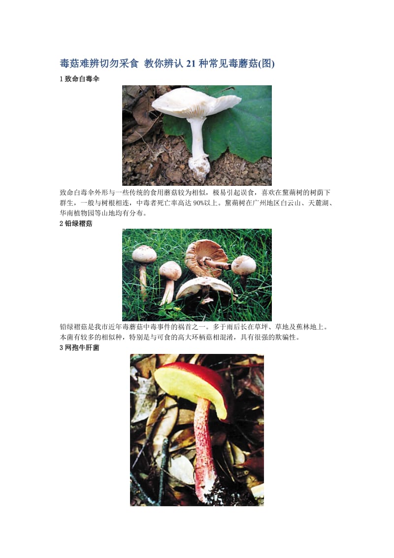 毒菇难辨切勿采食教你辨认21种常见毒蘑菇图.doc_第1页