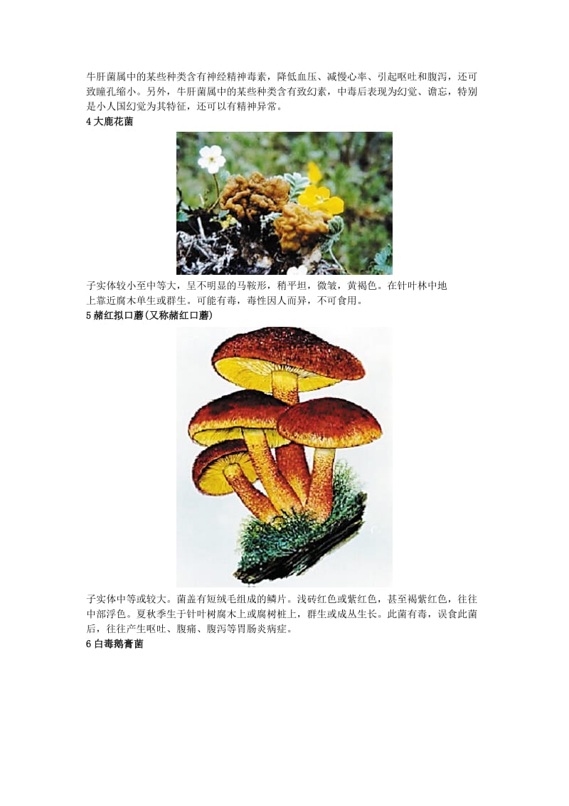 毒菇难辨切勿采食教你辨认21种常见毒蘑菇图.doc_第2页