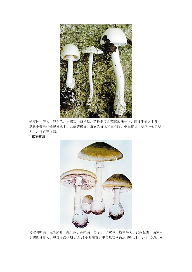 毒菇难辨切勿采食教你辨认21种常见毒蘑菇图.doc_第3页