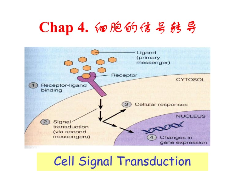 细胞的信号转导医学细胞生物学第四版.ppt_第1页