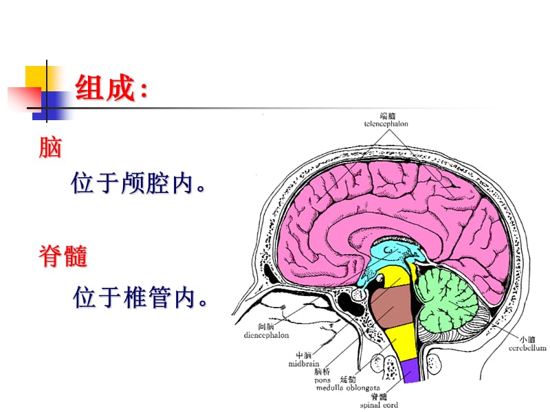 中枢神经系统解剖.ppt_第2页