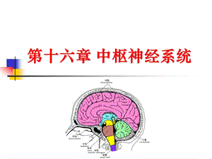 中枢神经系统解剖.ppt