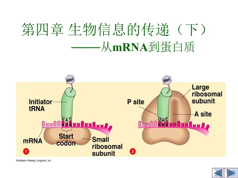 第四章：mRNA到蛋白质.ppt_第1页