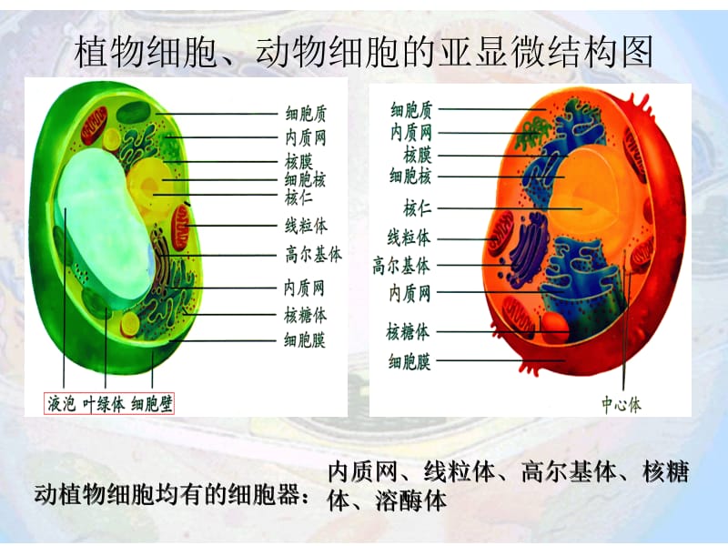 细胞器的种类.ppt_第2页