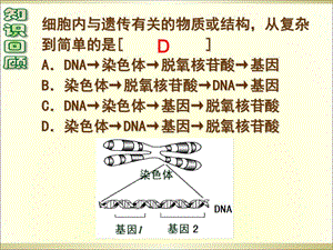基因指导蛋白质的合成.ppt