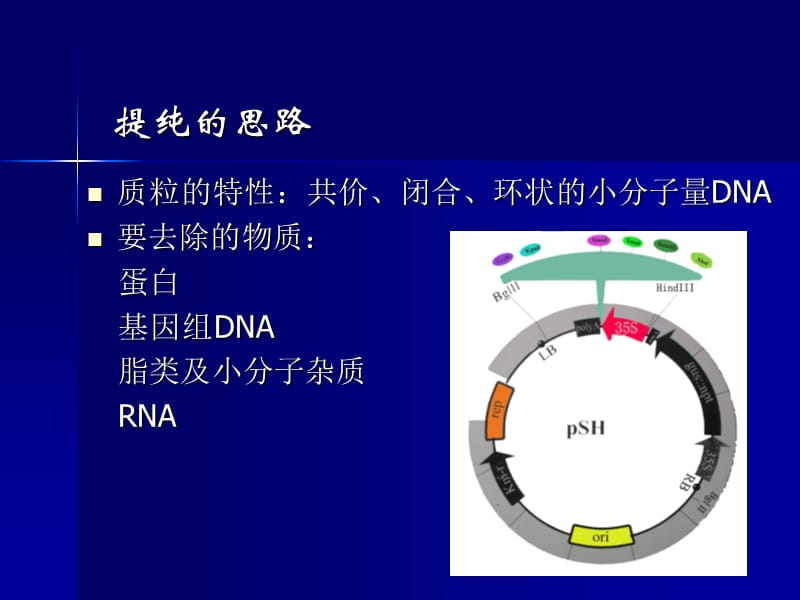 质粒DNA的提取和鉴定.ppt_第3页