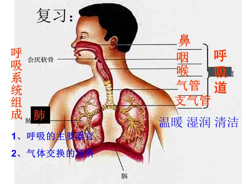 发生在肺内的气体交换课件.ppt_第1页