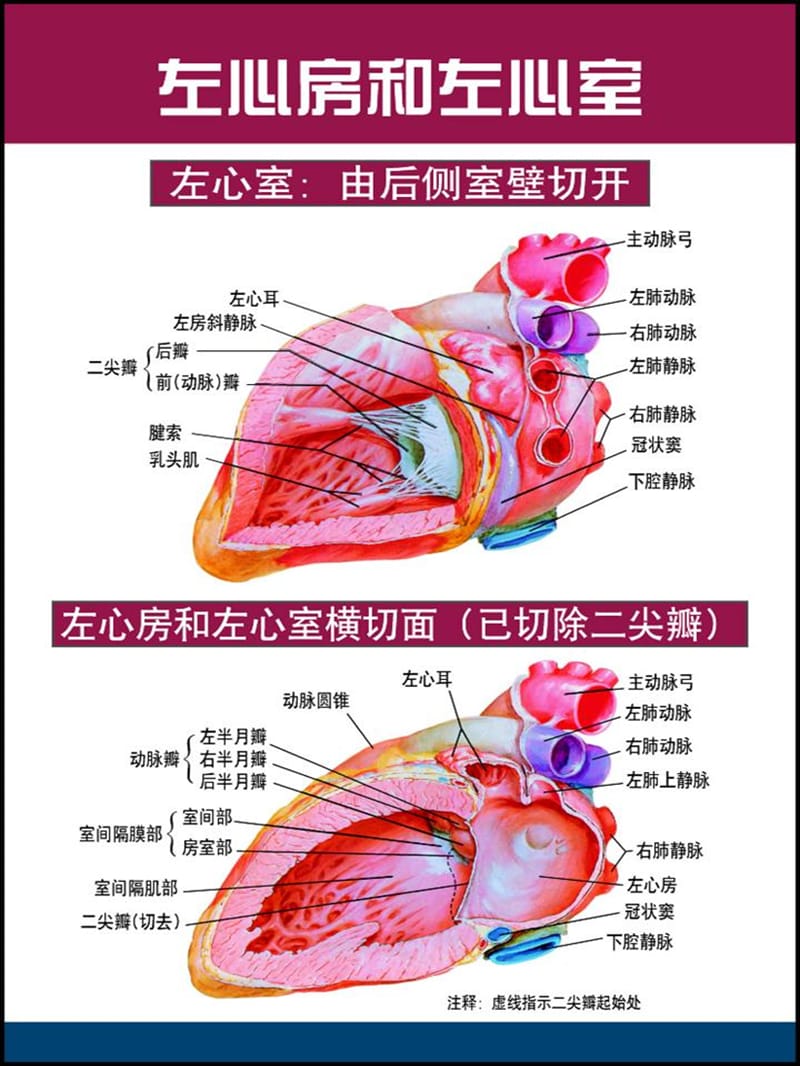 心脏解剖图-教学课件.ppt_第1页