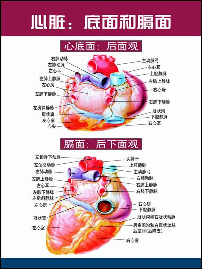 心脏解剖图-教学课件.ppt_第2页
