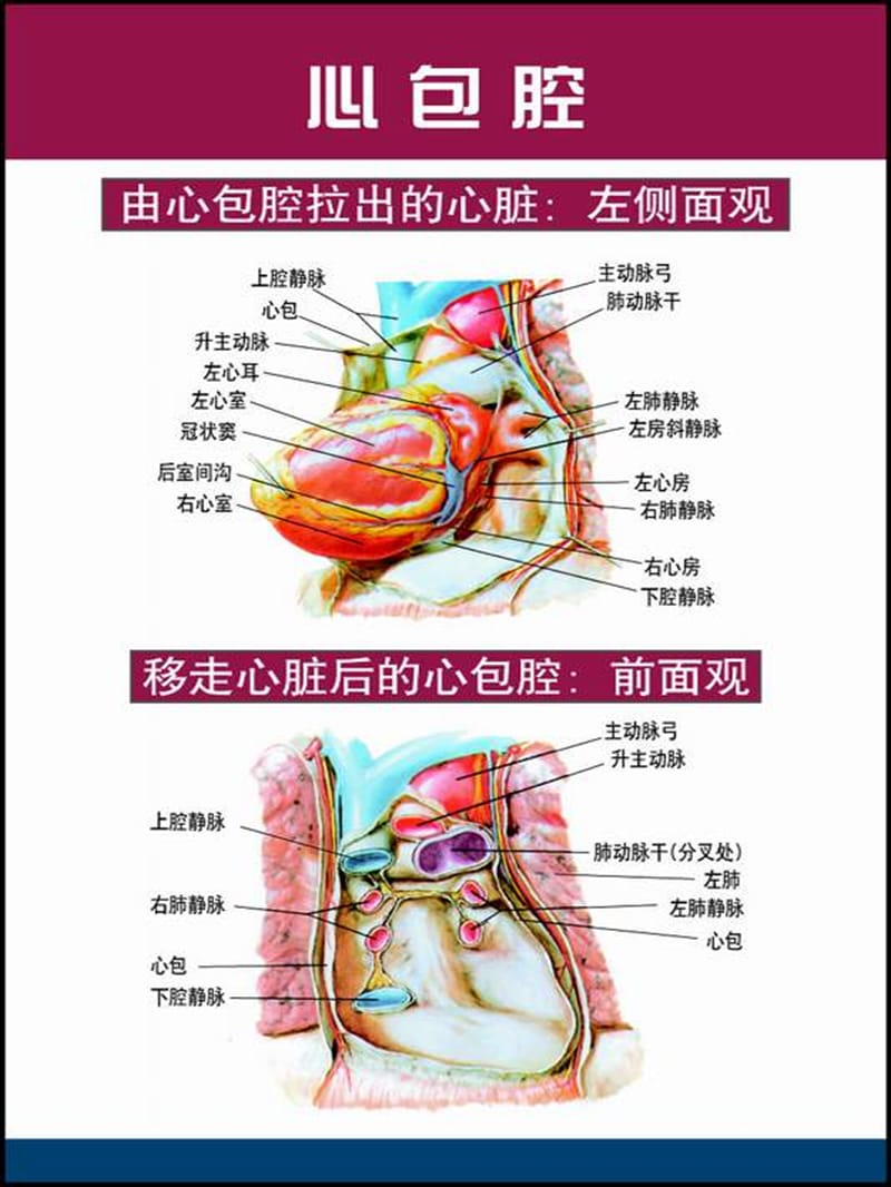 心脏解剖图-教学课件.ppt_第3页