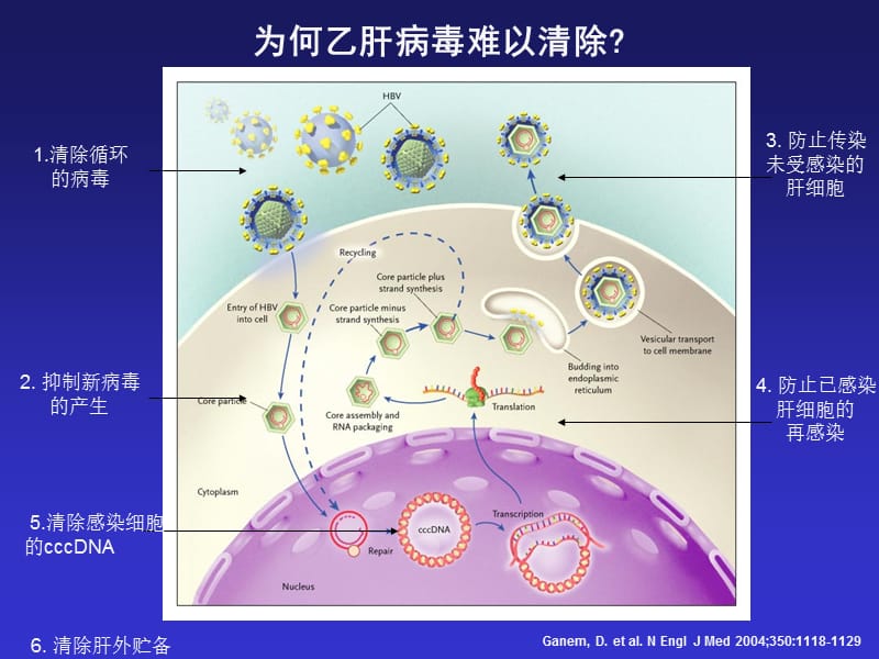 治疗乙肝病毒感染持续缓解机制是免疫调控.ppt_第3页