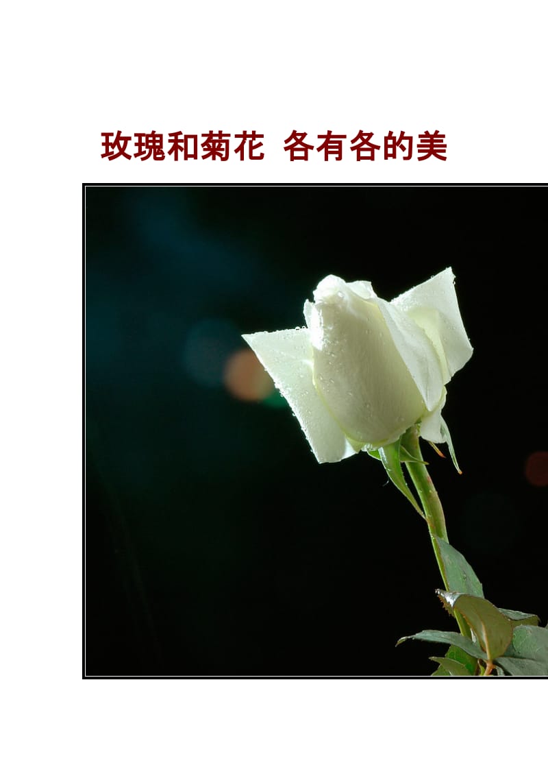 玫瑰和菊花各有各的美.doc_第2页