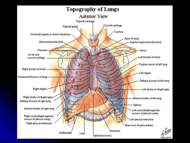 局部解剖学课件第十四部分 肺、纵隔.ppt_第2页