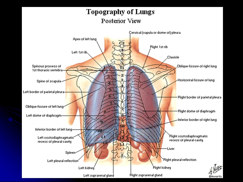 局部解剖学课件第十四部分 肺、纵隔.ppt_第3页