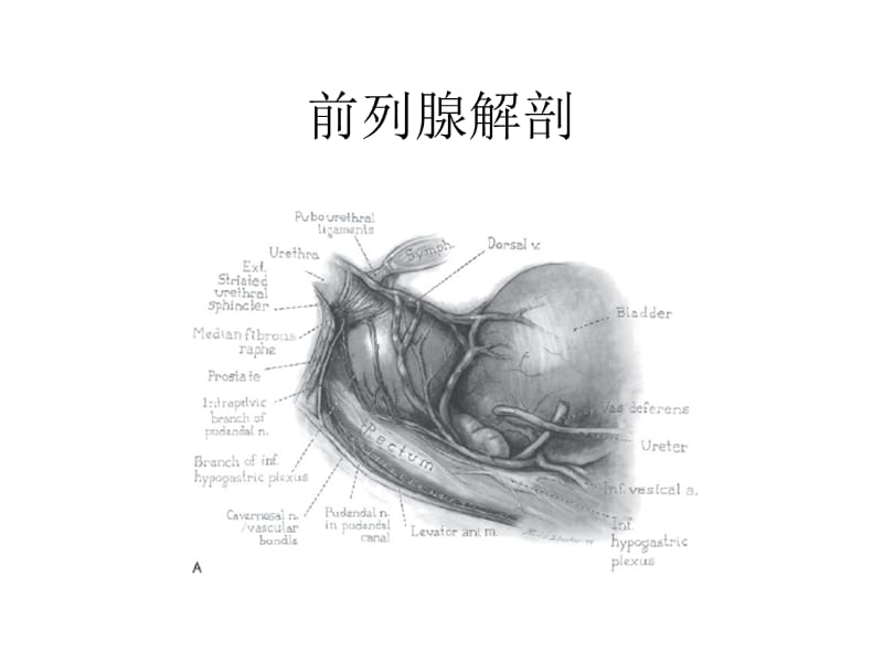 保留控尿功能腹腔镜前列腺癌根治术.ppt_第3页