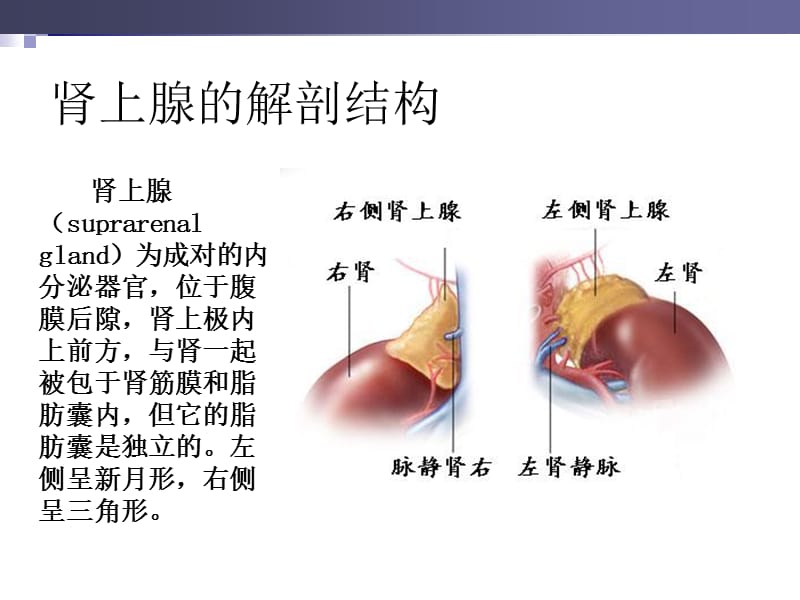 （选）肾上腺疾病外科治疗（陈忠、叶章群）.ppt_第2页