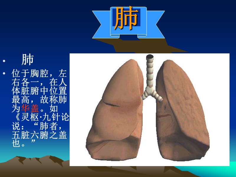 《肺》PPT课件.ppt_第1页