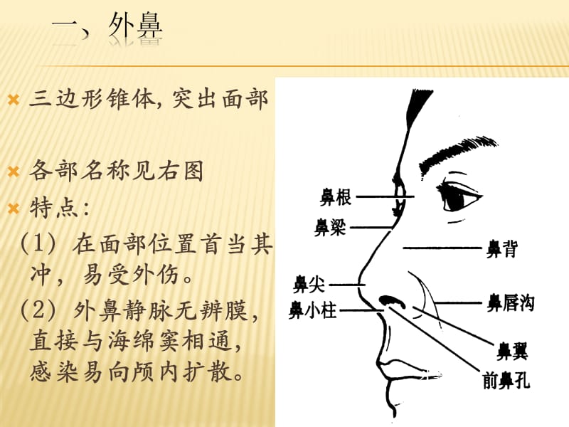 《鼻的解剖》PPT课件.ppt_第3页