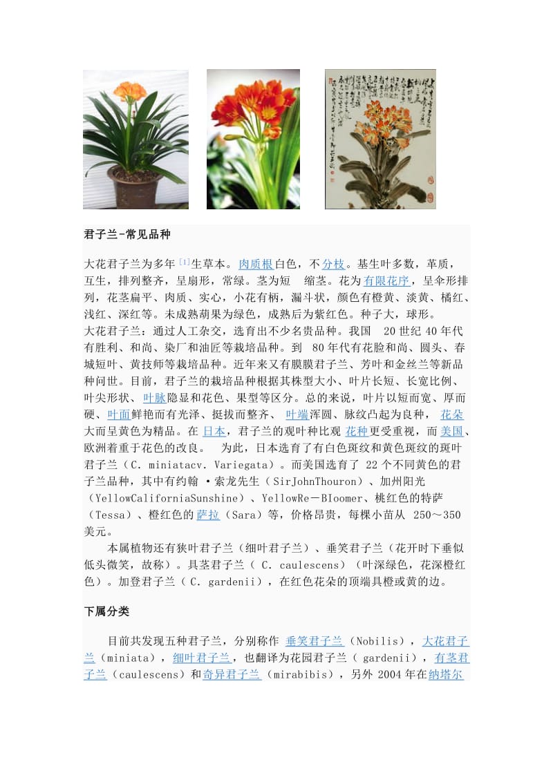 2019花卉百科：君子兰、葱兰.doc_第2页