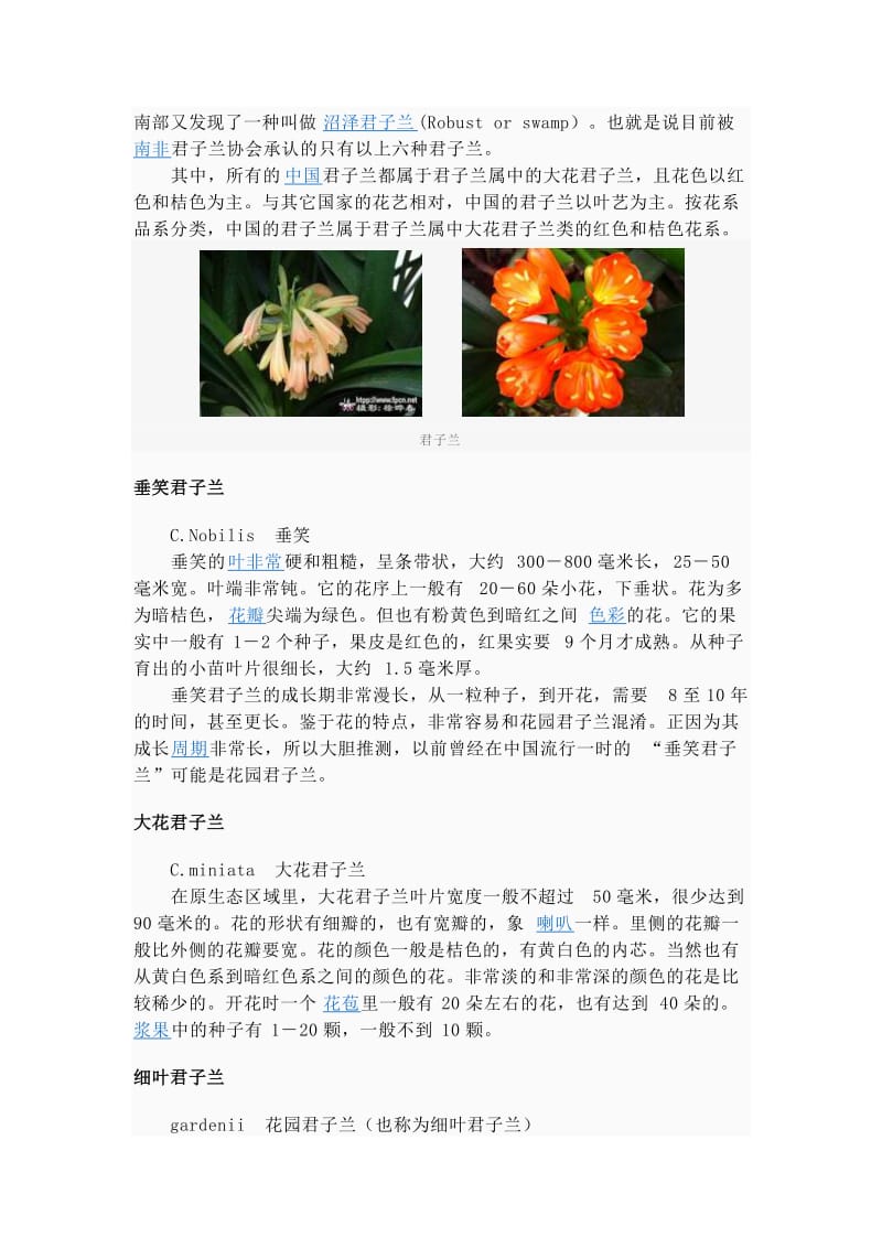 2019花卉百科：君子兰、葱兰.doc_第3页