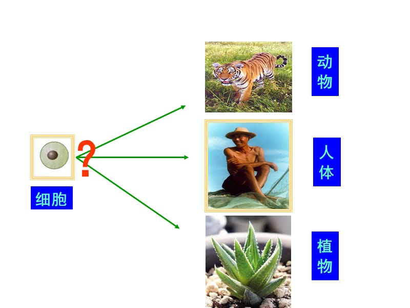 动物体的结构层次PPT课件.ppt_第2页