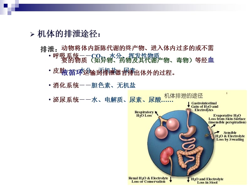 动物生理学泌尿(修改)PPT课件.ppt_第1页