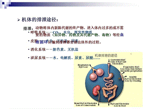 动物生理学泌尿(修改)PPT课件.ppt