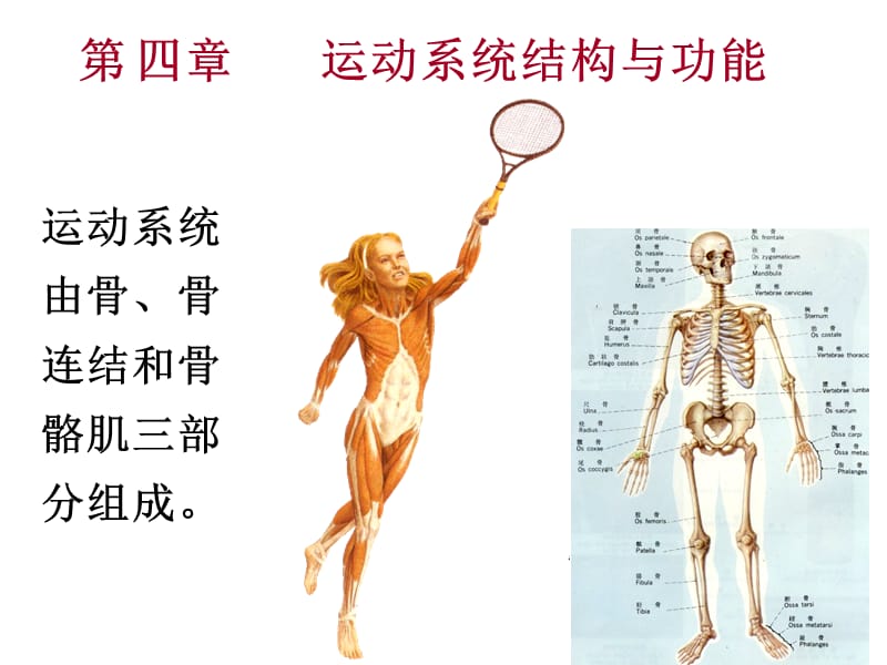 人体解剖生理学课件-第四章_运动系统结构与功能.ppt_第1页