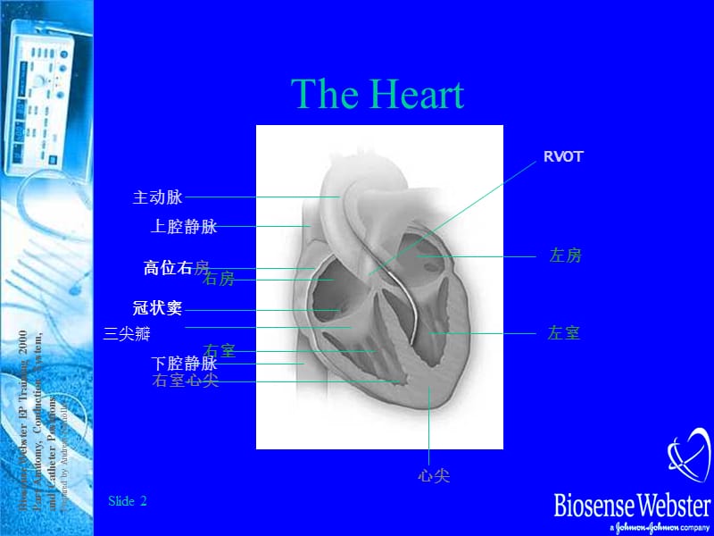心脏生理解剖结构和传导路径.ppt_第2页