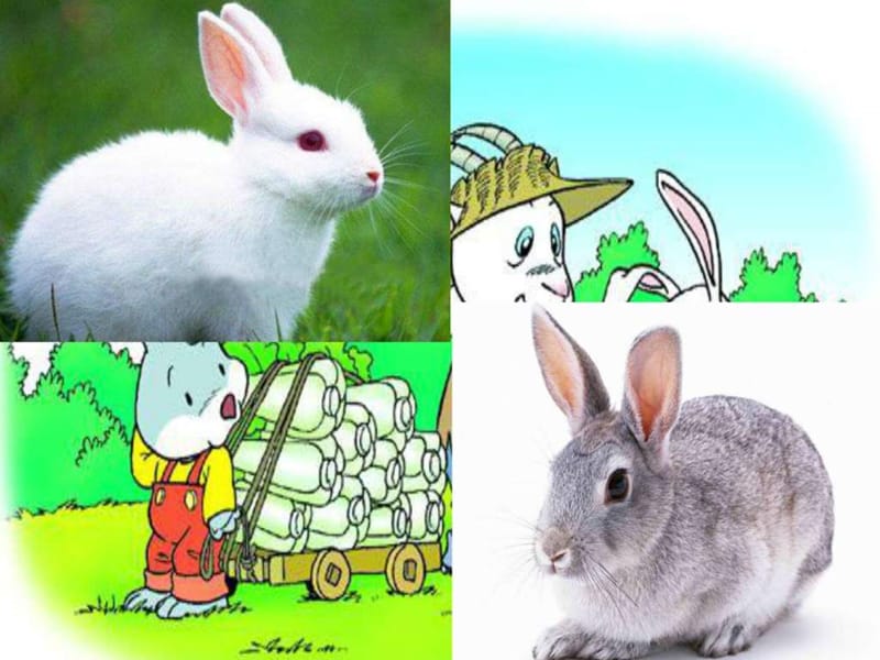 杨程琳《小白兔和小灰兔》课件_图文.ppt.ppt_第2页