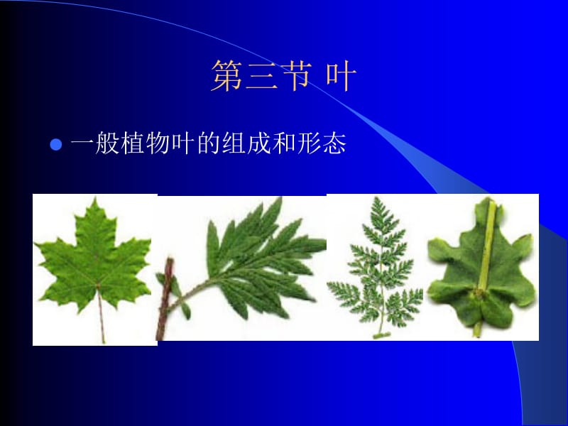 一般植物叶的组成和形态.ppt_第1页