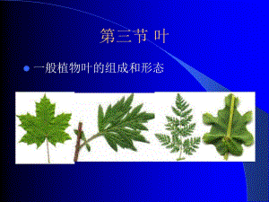 一般植物叶的组成和形态.ppt
